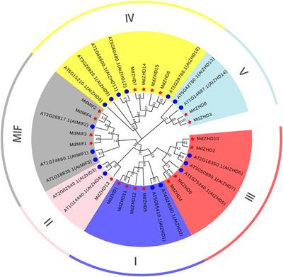 Genome-Wide Investigation of the Zinc Finger-Homeodomain Family Genes Reveals Potential Roles in Apple Fruit Ripening